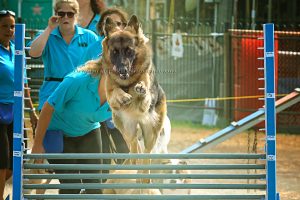 Binbrook Fair 2017 Dog Jumping